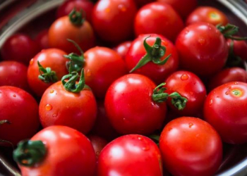 Azərbaycanın daha 8 müəssisəsi Rusiyaya pomidor ixrac edəcək