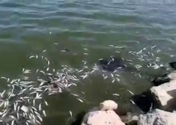 Xəzər dənizində balıqlar kütləvi şəkildə tələf olub - Video 