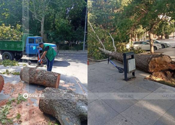 Güclü külək paytaxtda ağacları sındırdı - Foto 