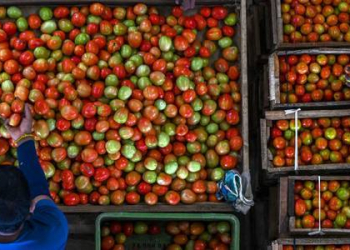AQTA dünyada yayılan pomidor virusu ilə mübarizə üsullarını açıqlayıb