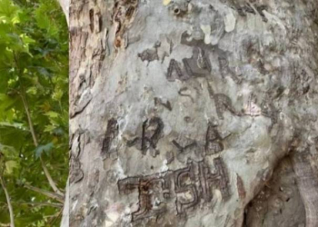 Əhərin Yüzbaşlı kəndindəki 1500 illik çinar ağacı