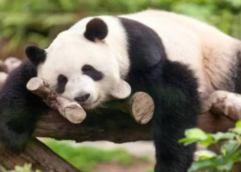 Çin bütün pandalarını ABŞ-dan geri alır