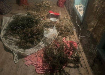 Sabirabad sakininin evində külli miqdarda narkotik aşkarlanıb - Foto